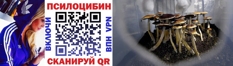 Псилоцибиновые грибы Cubensis дарк нет наркотические препараты Новотроицк